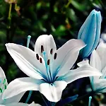 Ostello Flores