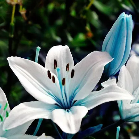 Albergue Flores